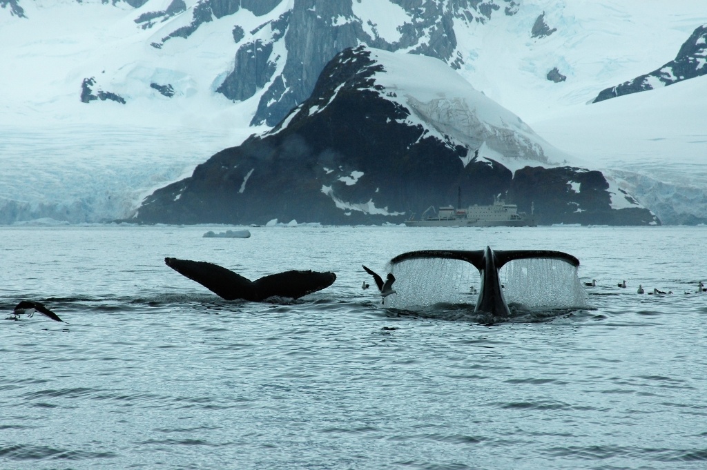 Humpback whales south of Lemaire Channel
