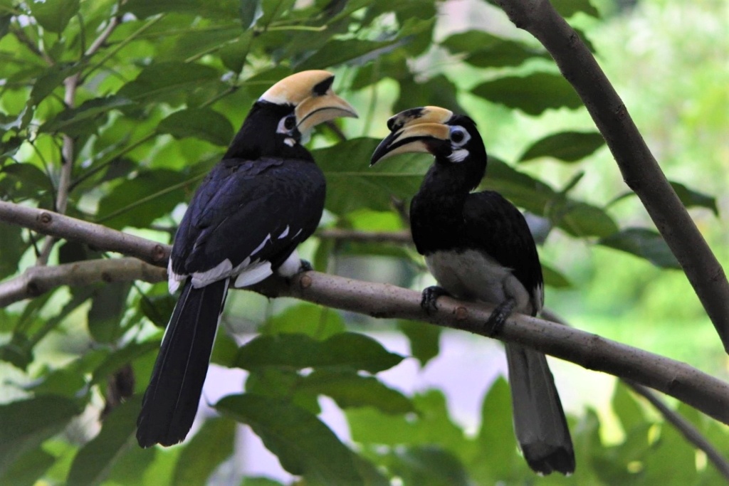 Two hornbills facing each other on the bough of a leafy green tropical tree,