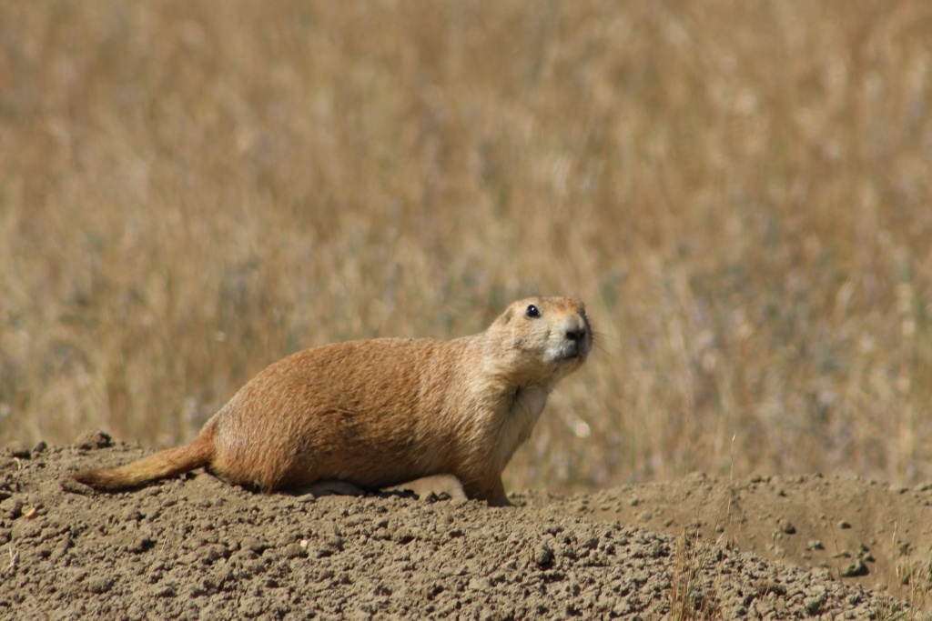 Prairie dogs and other wildlife species have been reintroduced across American Prairie Reserve’s properties
