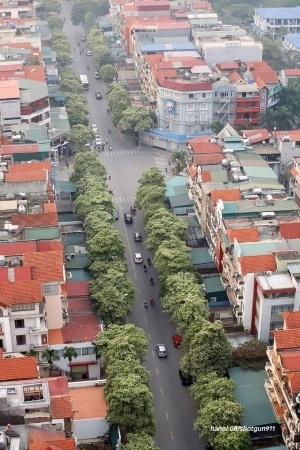 A Hanoi street lined with hoa sua trees in bloom. Picture courtesy of Minh Quan c. httpswww.facebook.comshotgun911