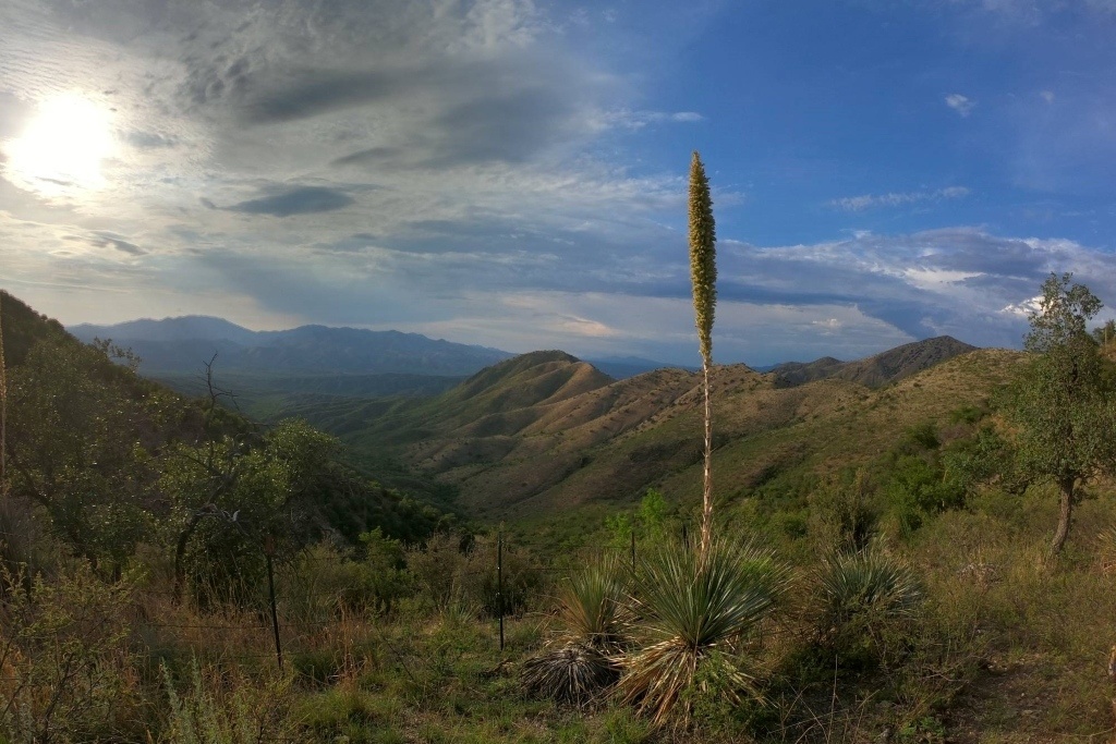 The Sonora, Mexico landscape at El Aribabi. Picture supplied by author via the El Aribabi Conservation Ranch Facebook page. https://www.facebook.com/ElAribabi