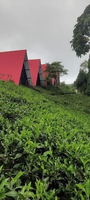 Shree Antu Community Homestay in Ilam, Nepal is nestled amid tea plantations