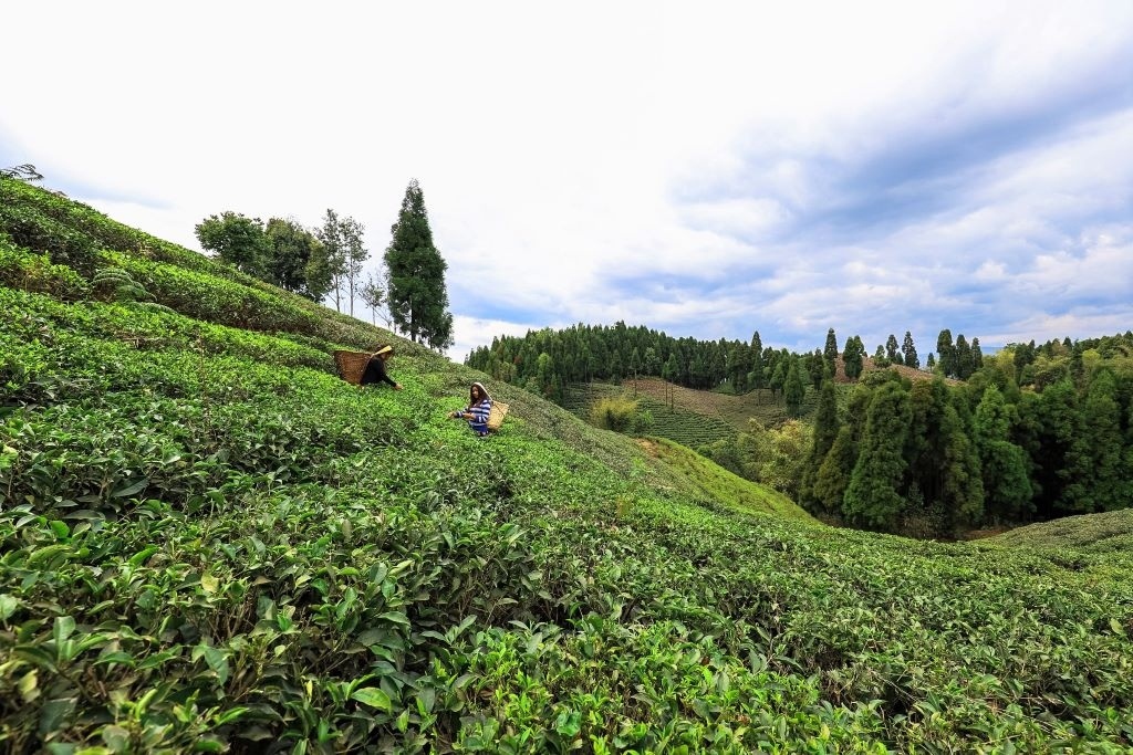 Tending tea near Shree Antu village, Ilam District, eastern Nepal