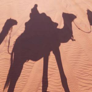 Camels sq300