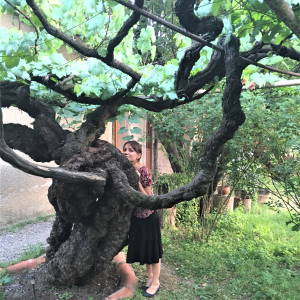 A 350 year old grape vine that still produces