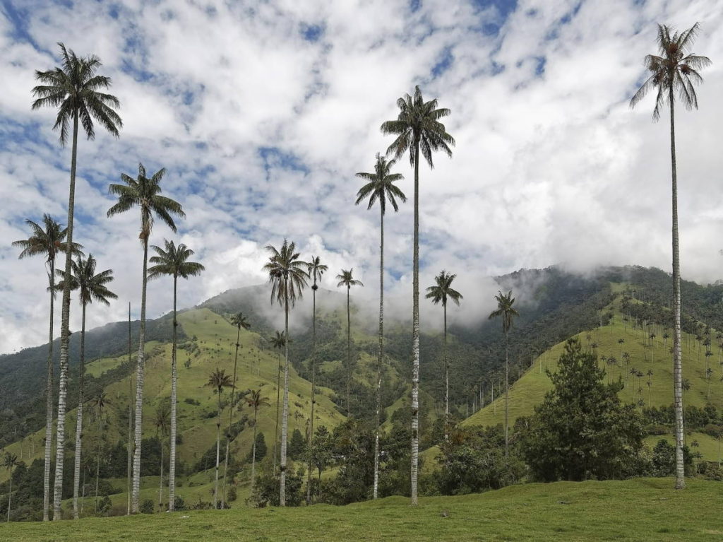 The wax palms of Cocora Valley in the Colombian Andes. Image by Makalu (CC0) via Pixabay. https://pixabay.com/photos/colombia-palm-trees-3631740/