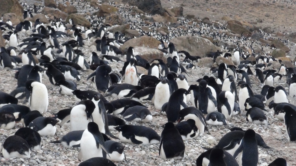 Adelie penguins Brown Bluff