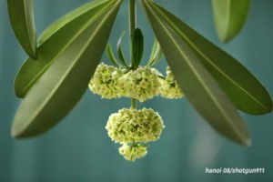 Hanoi's hoa sữa (“milk flowers”, named after their milky white petals). Picture courtesy of Minh Quan (c). httpswww.facebook.comshotgun911