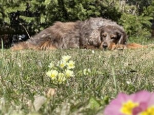 How our rescue dog became our travel influencer 8 A relaxed dog is a happy dog. How our rescue dog became our travel influencer.