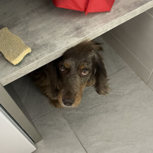 How our rescue dog became our travel influencer 4 Mabel the rescue dog likes her safe spaces. How our rescue dog became our travel influencer.