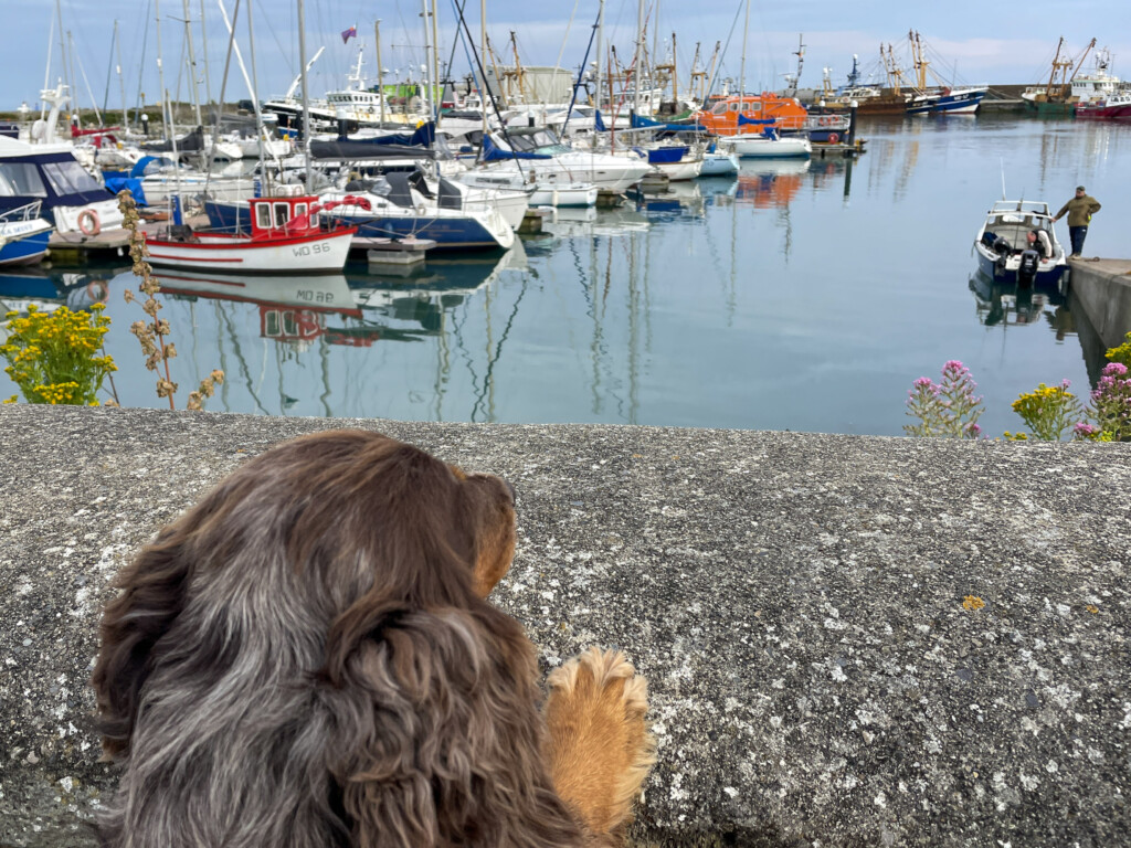 How our rescue dog became our travel influencer 5 Mabel surveys Kilmore Quay, Ireland. How our rescue dog became our travel influencer.